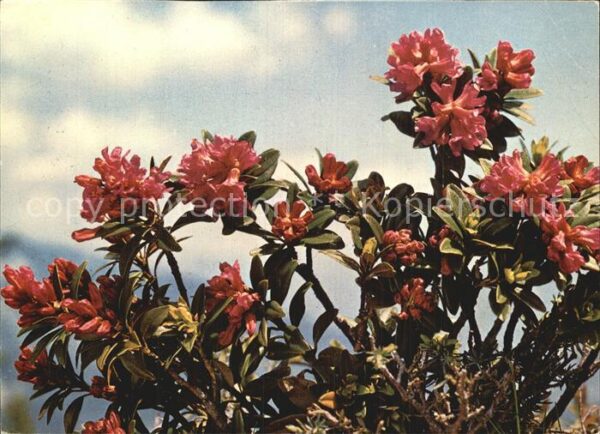 Blumen Rostblättrige Alpenrose