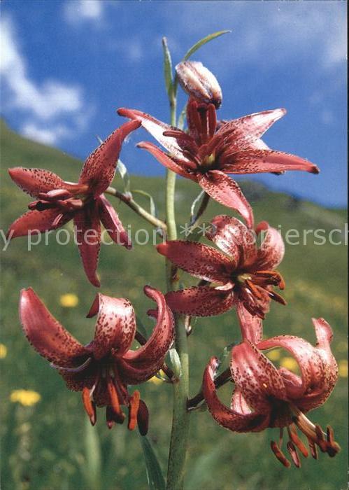 Blumen Türkenbund Lilium martagon