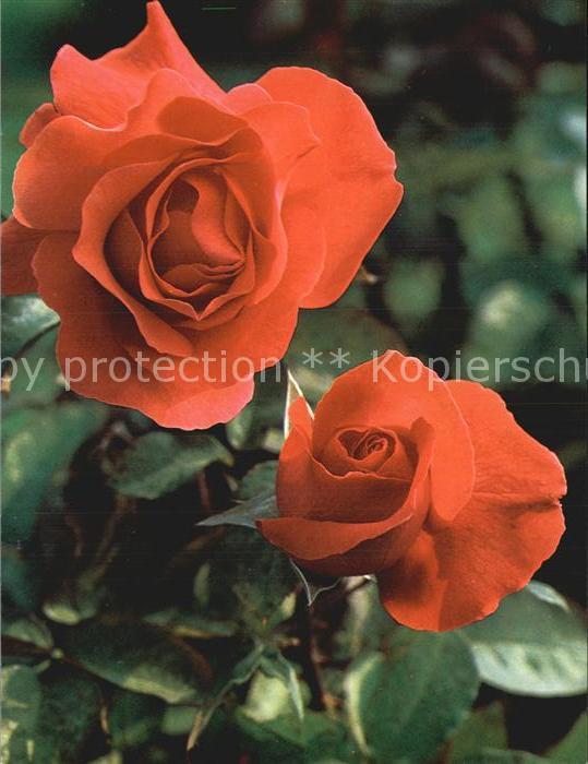 Rosen Hertigen af Windsor