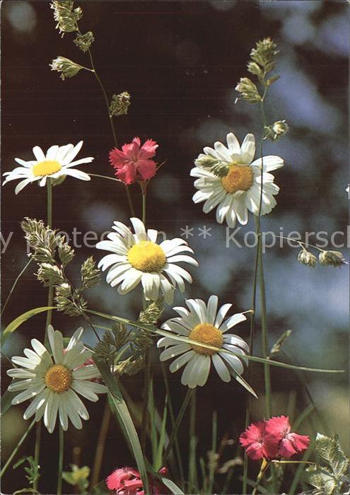 Blumen Feldblumen
