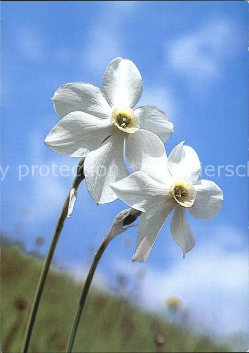 Blumen Weisse Narzisse