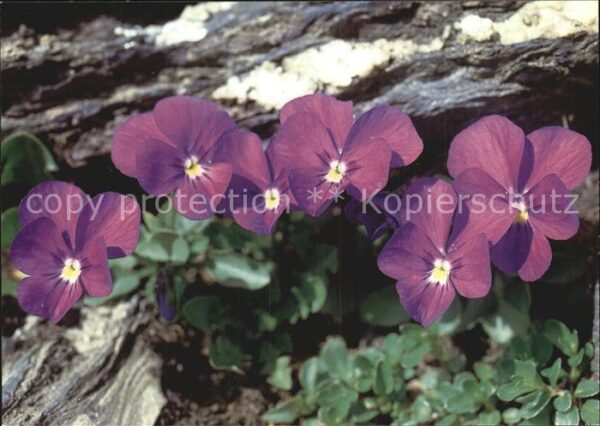 Blumen Mont-Cenis-Veilchen Viola cenisia
