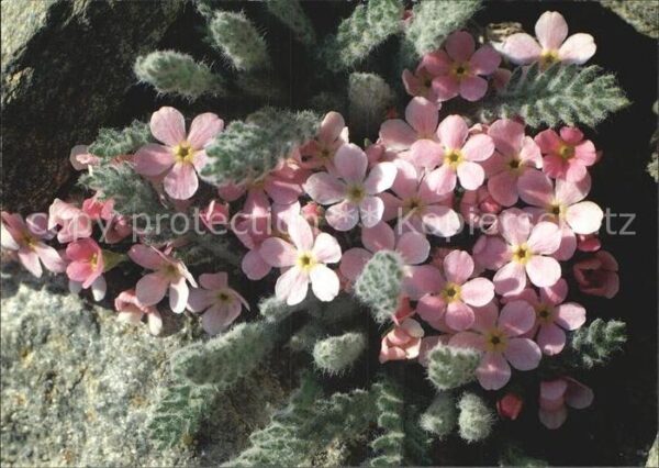 Blumen Alpenmannsschild Androsace alpina
