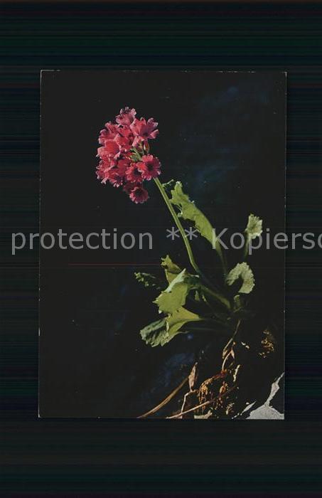 Blumen Klebrige Primel Primula viscosa