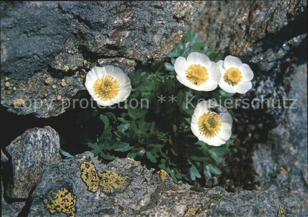 Blumen Gletscher-Hahnenfuss Raunuculus glacial
