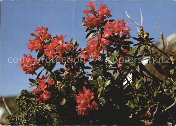 Blumen Rostblättrige Alpenrose Rhododendron fe