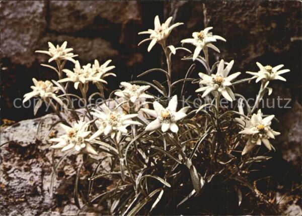 Edelweiss Leontopodium alpinum
