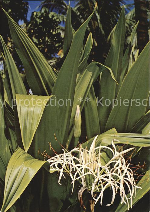 Blumen Amerikanische Hakenlilie Crinum america