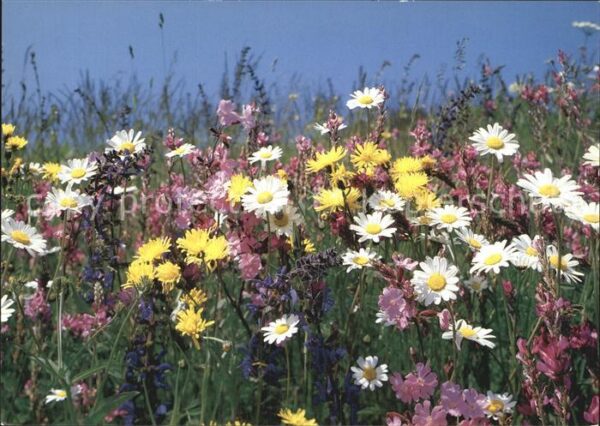 Blumen Wiesenblumen