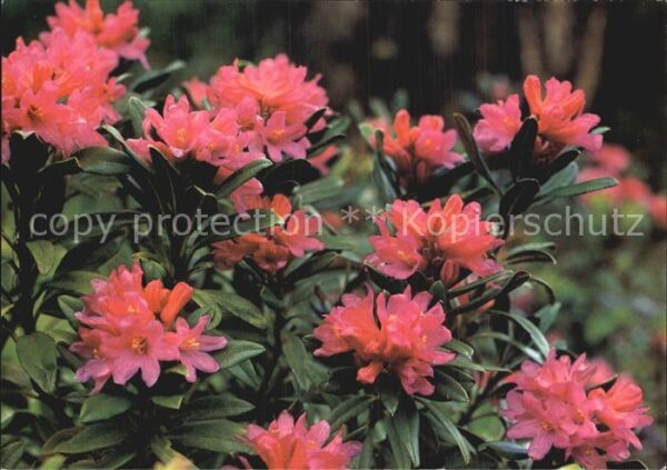 Blumen Rostrote Alpenrosen Rhododendron ferrug
