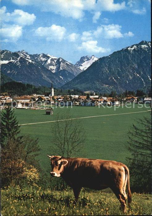 Kuehe Oberstdorf Allgäu Hochgebirge