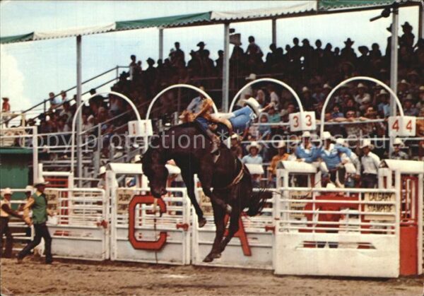 Pferdesport Pferderennen Reitsport Ride-N-High Galgary