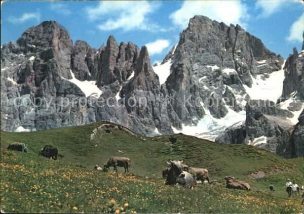Kuehe Dolomiti Passo Rolle Cima Vezzana Burel