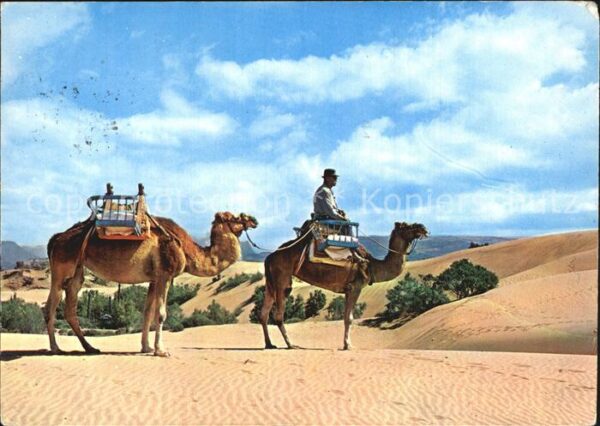 Kamel  Camel Chameau Gran Canaria Maspalomas