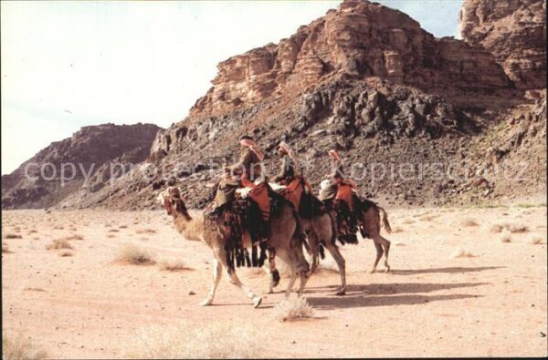 Kamel  Camel Chameau Desert Patrol Wadi Rum Jordan