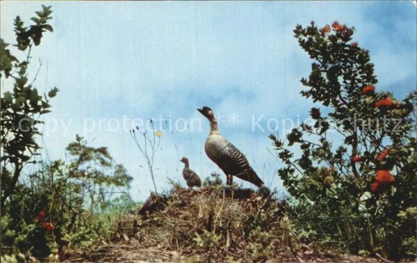 Voegel Hawaiian Goose Hawaiigans