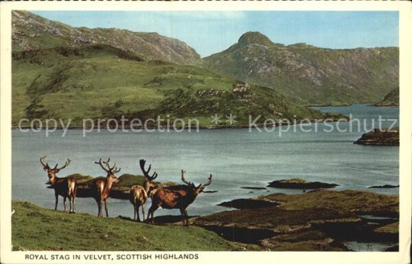 Hirsch Royal Stag Velvet Scottish Highlands