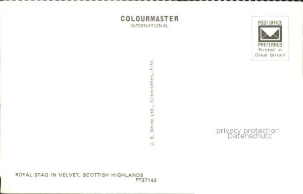 Hirsch Royal Stag Velvet Scottish Highlands – Bild 2
