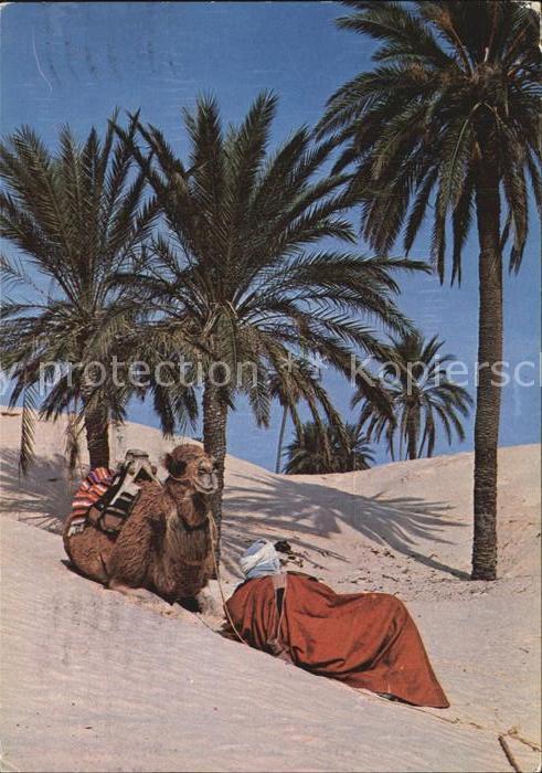 Kamel  Camel Chameau Douz Tunisie Repos du Chamelier