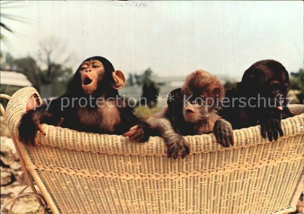 Affen Gorilla Orang-Utan Schimpanse Wilhelma