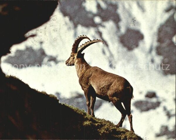Steinbock Bouquetin
