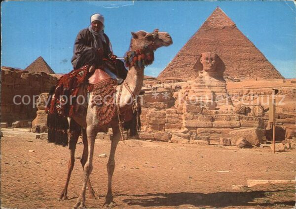 Kamel  Camel Chameau Giza Camel driver Sphinx Khafre Pyramid