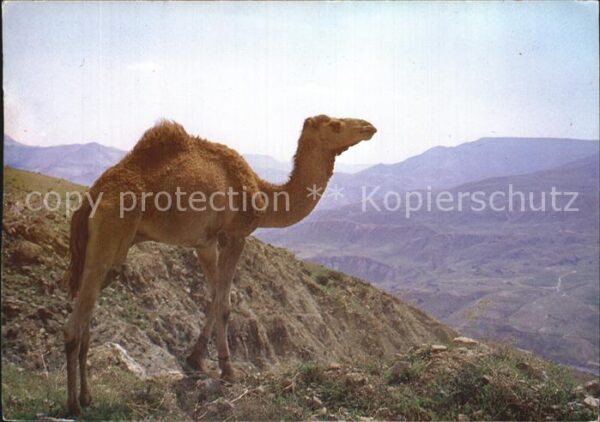 Kamel  Camel Chameau Wadi Mujib Jordan