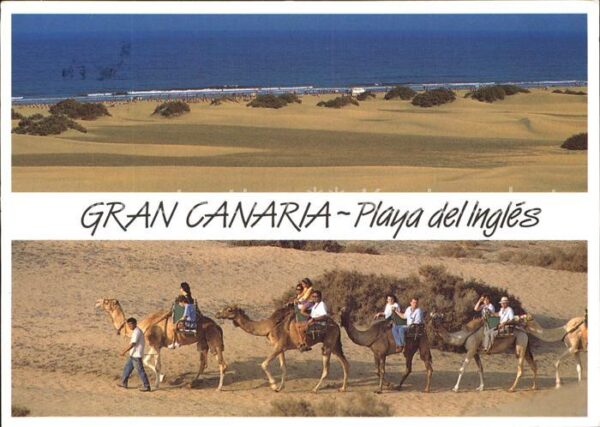 Kamel  Camel Chameau Gran Canaria Playa del Ingles