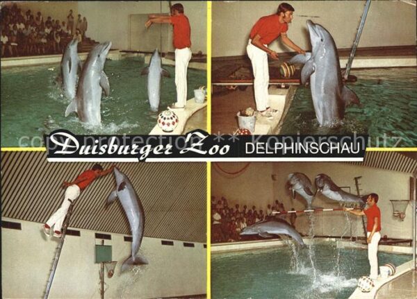 Delfine Delphine Dolphins Dauphins Delfi Duisburg Zoo Delphinschau