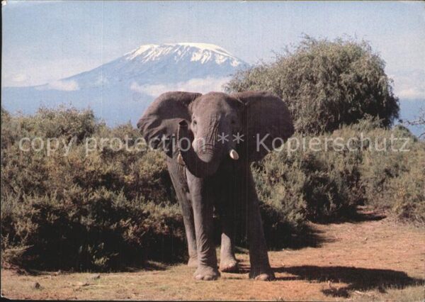 Elefant Kilimanjaro
