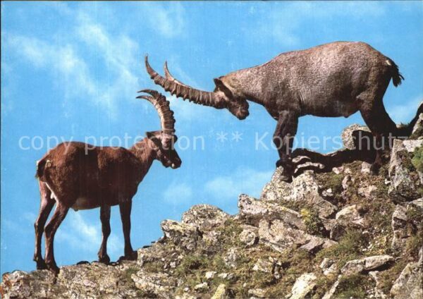 Steinbock Ibexes Bouquetins Stanbecchi
