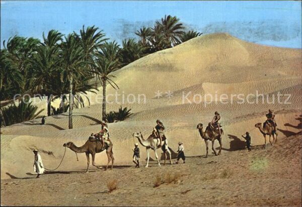 Kamel  Camel Chameau Tunisie Caravane du Sahara