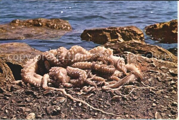 Meerestiere Octopus Hellas Griechenland
