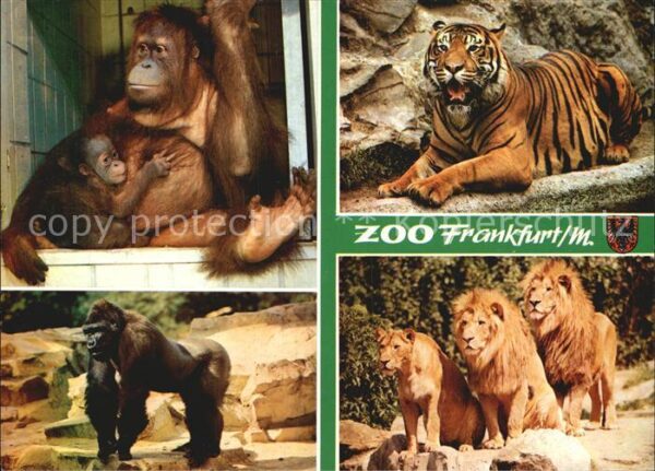 Zoo Frankfurt am Main Orang-Utans Tiger Löw