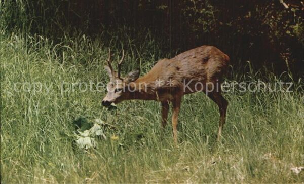 Hirsch Galyateto Ungarn