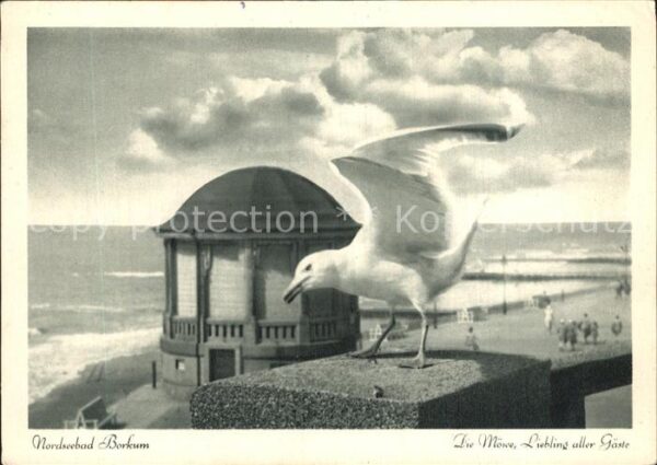Moewen Borkum