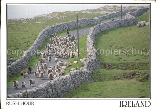 Schafe Rush Hour Ireland
