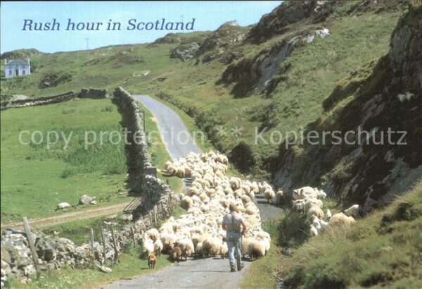 Schafe Rush Hour Scotland