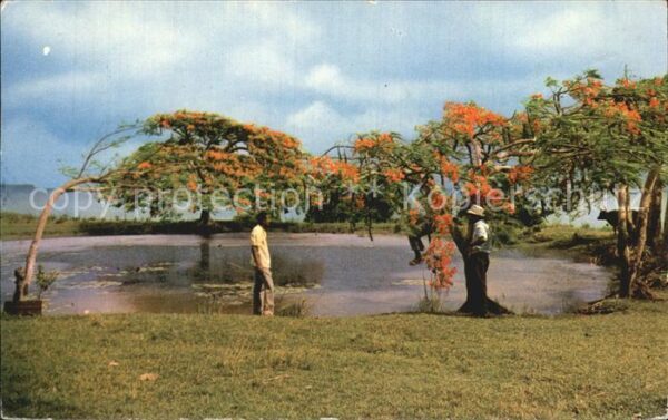 Martinique Baumblüte