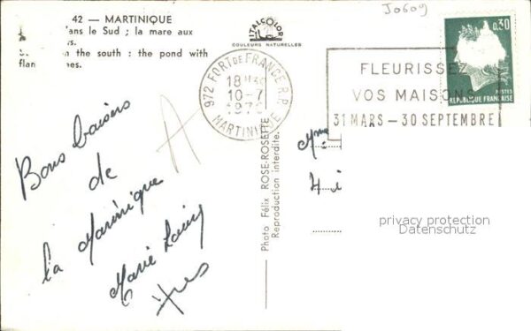 Martinique Baumblüte – Bild 2