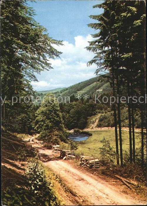 Latrop Sauerland Waldweg