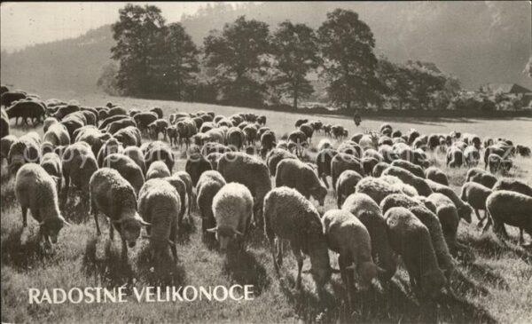 Schafe Radostne Velikonoce