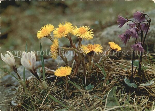 Blumen Soldanellen Huflattich Frühlingskrokus