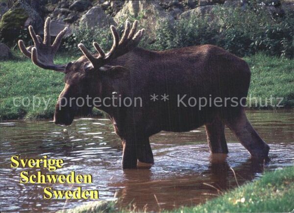 Elch Sverige Schweden