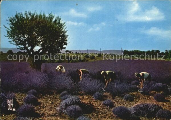 Ernte Landwirtschaft Cueillette de la Lavande France