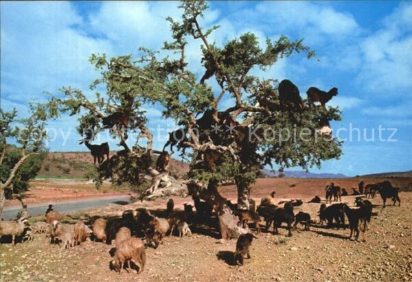 Baeume Trees Ziegenbaum Marokko Arbre de Chevres