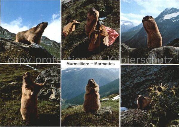 Murmeltier Marmottes