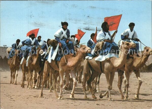 Kamel  Camel Chameau Typen Sud Marocain