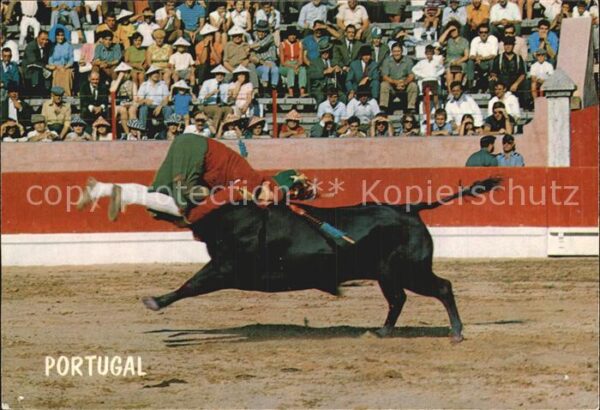 Stierkampf Portuguese Bullfight Pega Portugal