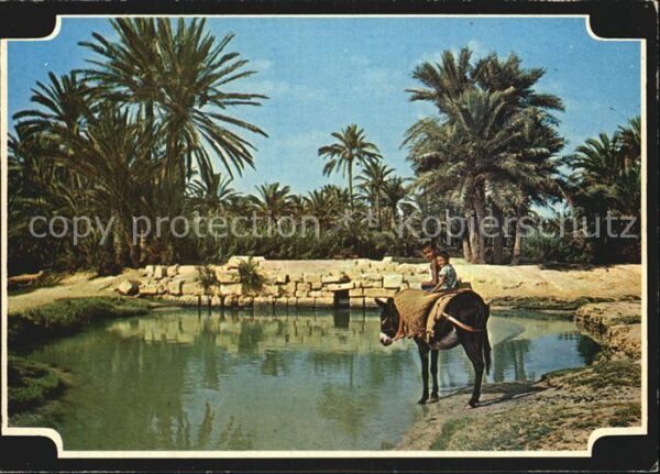 Esel Tiere Gabes Oasis Tunesien